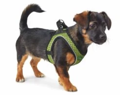 Huisdier Product Winkel 34 Huisdier Product Winkel -Huisdier Product Winkel image 2094