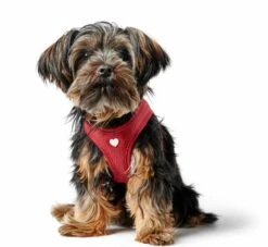 Huisdier Product Winkel 30 Huisdier Product Winkel -Huisdier Product Winkel image 2113