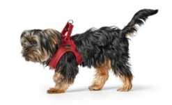 Hunter Hondentuig Love -Huisdier Product Winkel image 2118