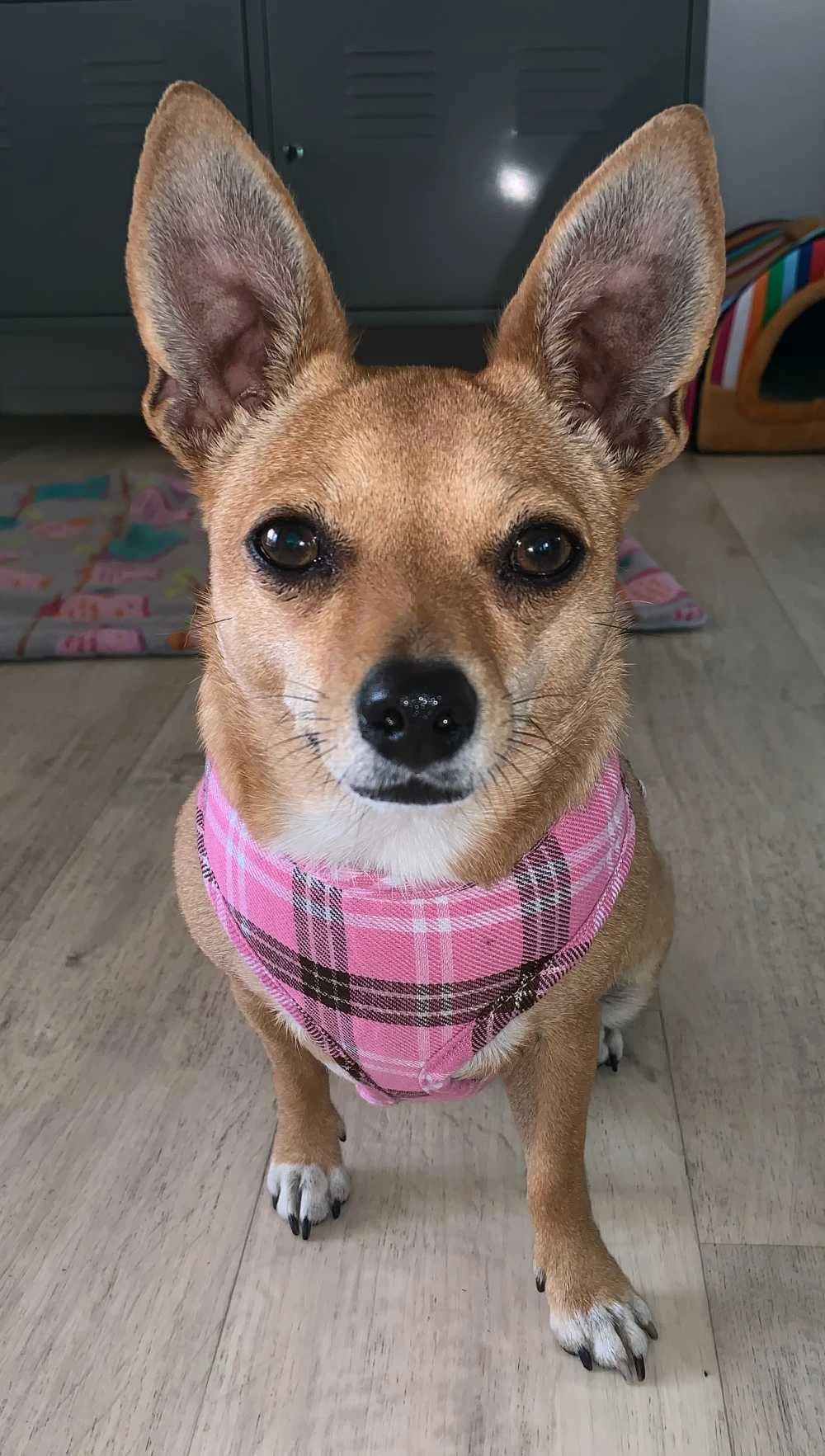 Doxtasy Hondentuig Round Loop Harnass Scottish Pink 3 Doxtasy Hondentuig Round Loop Harnass Scottish Pink - Afbeelding 3