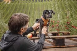 Curli Hondentuig Clasp Vest Apple Leather Bruin -Huisdier Product Winkel image 2133