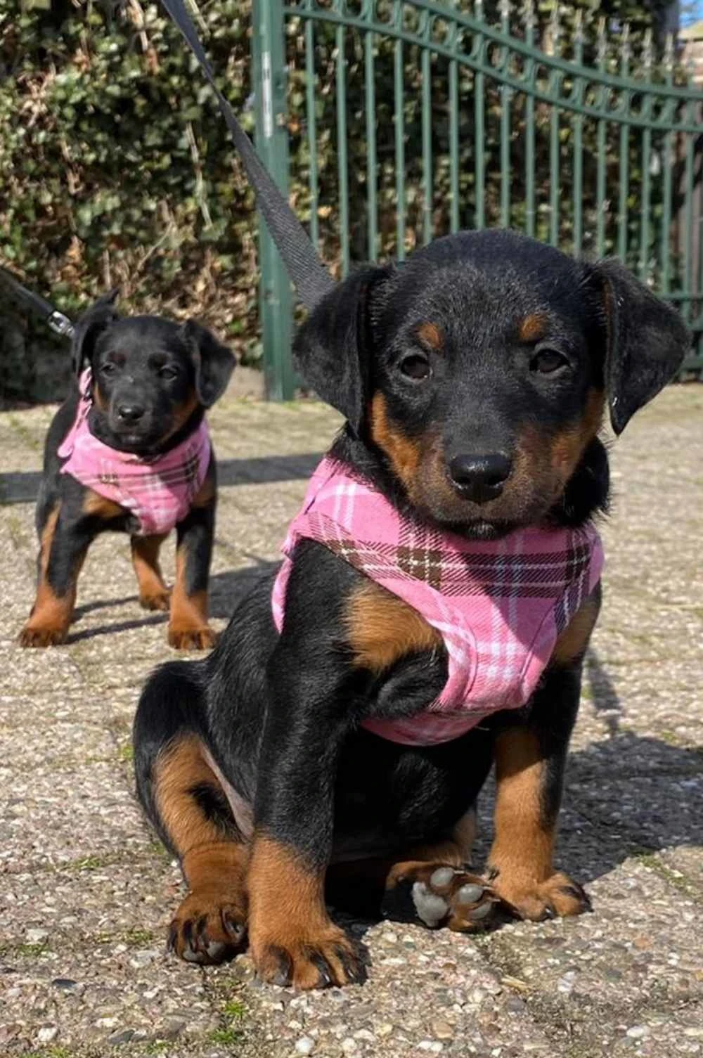 Doxtasy Hondentuig Comfy Harnass Scottish Pink 2 Doxtasy Hondentuig Comfy Harnass Scottish Pink - Afbeelding 2