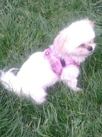 Doxtasy Hondentuig Comfy Harnass Scottish Pink 3 Doxtasy Hondentuig Comfy Harnass Scottish Pink - Afbeelding 3