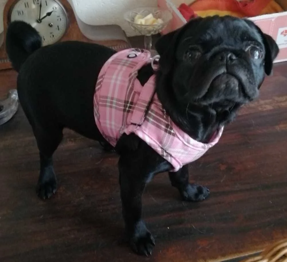 Doxtasy Hondentuig Comfy Harnass Scottish Pink 4 Doxtasy Hondentuig Comfy Harnass Scottish Pink - Afbeelding 4