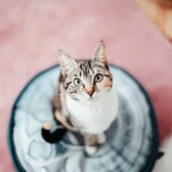 Nieuwe Producten -Huisdier Product Winkel image 2163