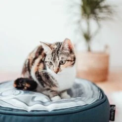 District70 Kussen Tin Iron -Huisdier Product Winkel image 2164