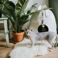 District70 Kattenmand Casa Merengue -Huisdier Product Winkel image 2256