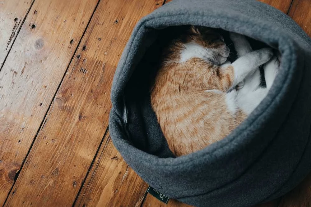 Hunter Kattenmand Samara 2 Hunter Kattenmand Samara - Afbeelding 2