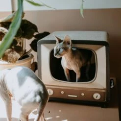 District70 Krabmeubel Telly -Huisdier Product Winkel image 2325