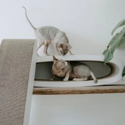 Nieuwe Producten -Huisdier Product Winkel image 2372