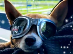 Dogoptics Hondenzonnebril Biker Silver Frame/Mirror Lens -Huisdier Product Winkel image