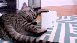 FroliCat Kattenspeelgoed Cheese