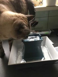 Petsafe Drinkfontein Drinkwell Pagoda Blauw -Huisdier Product Winkel image 2541