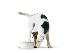 Hunter Drinkbak Of Voerbak Melamine Wit -Huisdier Product Winkel image 2601