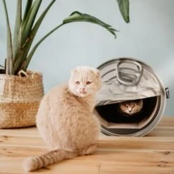 District70 Krabmeubel Can