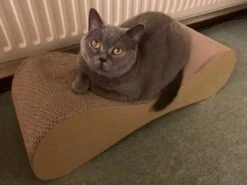 MyKotty Krabmeubel VIGO Bruin -Huisdier Product Winkel image 2729