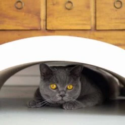 District70 Krabmeubel Arch -Huisdier Product Winkel image 2796