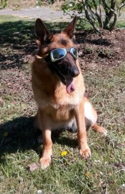 Dogoptics Hondenzonnebril Biker Silver Frame/Mirror Lens -Huisdier Product Winkel image 282