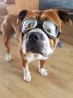 Dogoptics Hondenzonnebril Biker Silver Frame/Mirror Lens -Huisdier Product Winkel image 283