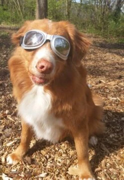 Dogoptics Hondenzonnebril Biker Silver Frame/Mirror Lens -Huisdier Product Winkel image 284