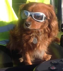 Dogoptics Hondenzonnebril Biker Silver Frame/Mirror Lens -Huisdier Product Winkel image 285