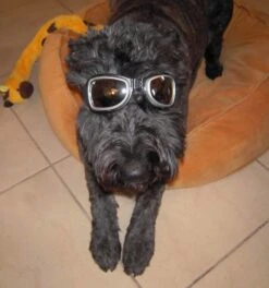 Dogoptics Hondenzonnebril Biker Silver Frame/Mirror Lens -Huisdier Product Winkel image 287