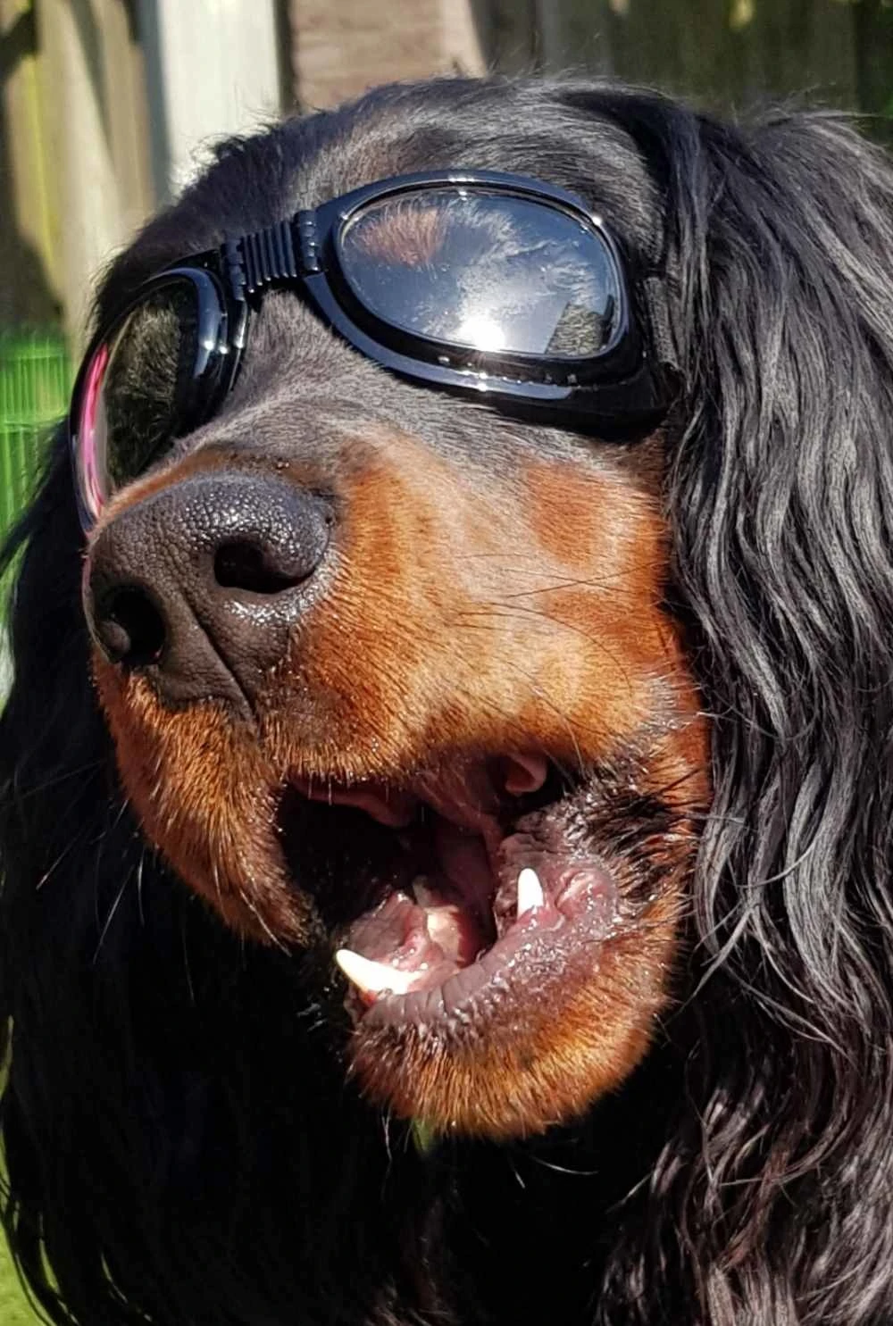 Dogoptics Hondenzonnebril Biker Black Frame Clear Lens 2 Dogoptics Hondenzonnebril Biker Black Frame Clear Lens - Afbeelding 2