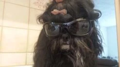 Dogoptics Hondenzonnebril Biker Black Frame Clear Lens 12 Dogoptics Hondenzonnebril Biker Black Frame Clear Lens -Huisdier Product Winkel image 293