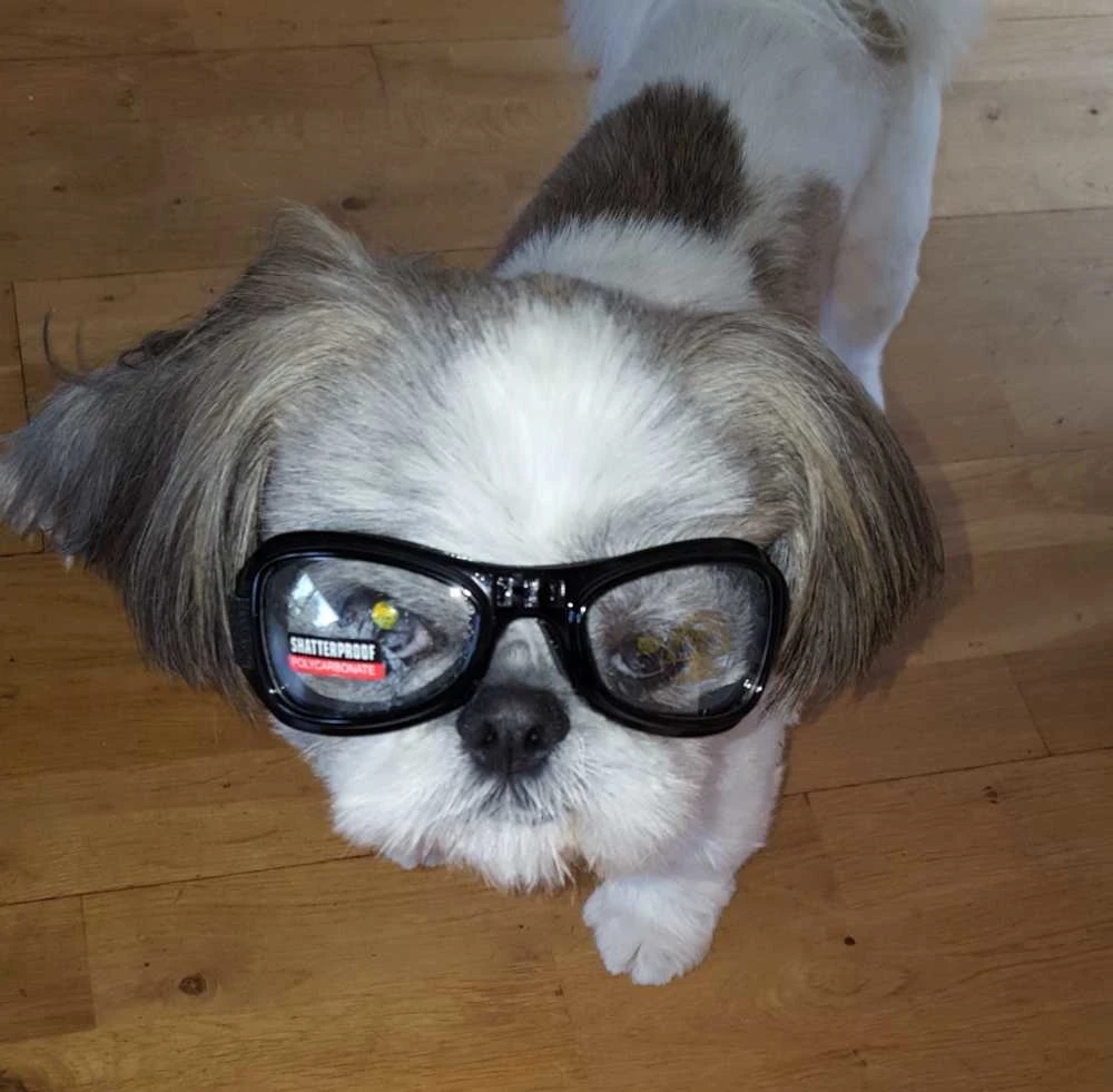 Dogoptics Hondenzonnebril Biker Black Frame Clear Lens 7 Dogoptics Hondenzonnebril Biker Black Frame Clear Lens - Afbeelding 7