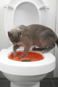 Litter Kwitter Toilet Training Systeem Voor Katten -Huisdier Product Winkel image 2959