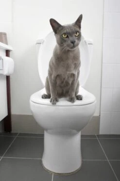 Litter Kwitter Toilet Training Systeem Voor Katten -Huisdier Product Winkel image 2960