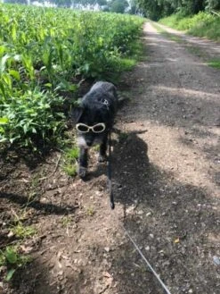 Doggles Hondenzonnebril Chrome -Huisdier Product Winkel image 299