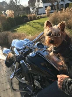 Doggles Hondenzonnebril Chrome -Huisdier Product Winkel image 301