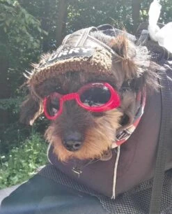 Doggles Hondenzonnebril Shiny Red -Huisdier Product Winkel image 304