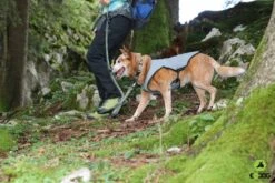 EQDOG Koelvest Cool Dog Blauw 7 EQDOG Koelvest Cool Dog Blauw -Huisdier Product Winkel image 327