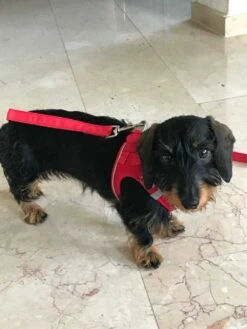 Curli Hondentuig Magnetic Harness Rood -Huisdier Product Winkel image 35