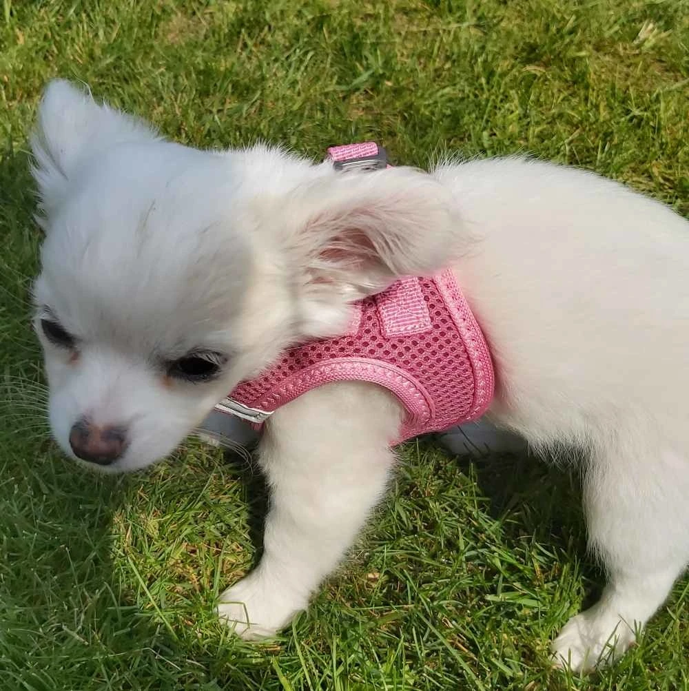 Curli Hondentuig Air-Mesh Harness Pink 2 Curli Hondentuig Air-Mesh Harness Pink - Afbeelding 2