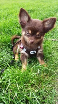 Curli Hondentuig Air-Mesh Harness Brown -Huisdier Product Winkel image 378