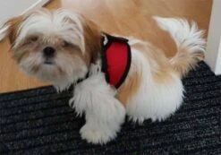 Doxtasy Hondentuig Comfy Harnass Mesh Red -Huisdier Product Winkel image 39