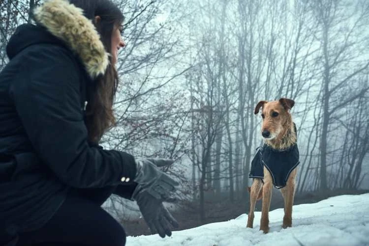 Hunter Hondenjas Uppsala Softshell 3 Hunter Hondenjas Uppsala Softshell - Afbeelding 3