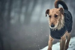 Hunter Hondenjas Uppsala Softshell 9 Hunter Hondenjas Uppsala Softshell -Huisdier Product Winkel image 448