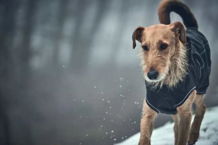 Hunter Hondenjas Uppsala Softshell 4 Hunter Hondenjas Uppsala Softshell - Afbeelding 4