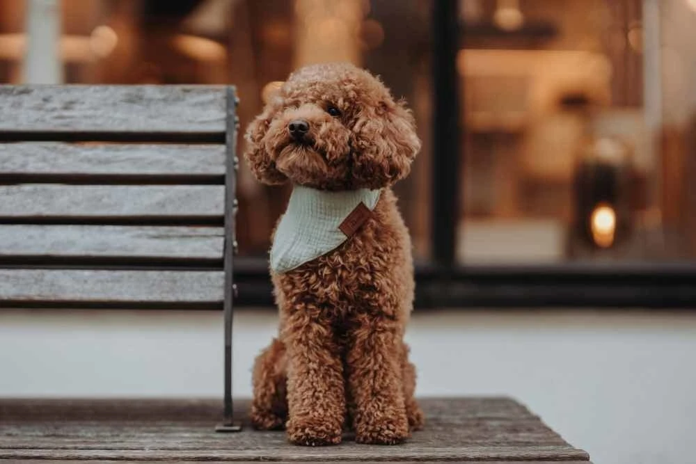 Hunter Hondensjaal Nola Bandana Groen 2 Hunter Hondensjaal Nola Bandana Groen - Afbeelding 2