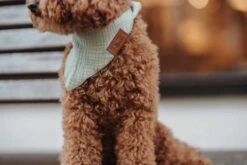 Hunter Hondensjaal Nola Bandana Groen 9 Hunter Hondensjaal Nola Bandana Groen -Huisdier Product Winkel image 469