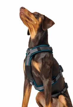 Hunter Veiligheidsharnas Maldon Teal -Huisdier Product Winkel image 48