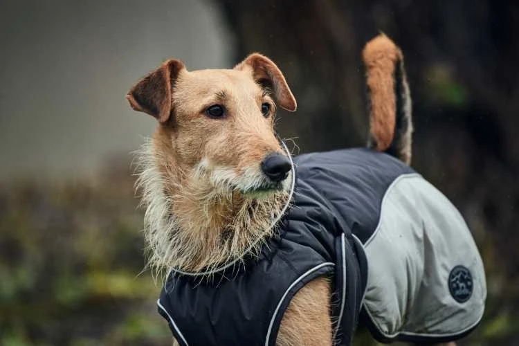 Hunter Hondenjas Uppsala Cozy Grijs 2 Hunter Hondenjas Uppsala Cozy Grijs - Afbeelding 2