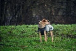 Hunter Hondenjas Uppsala Cozy Grijs 8 Hunter Hondenjas Uppsala Cozy Grijs -Huisdier Product Winkel image 482