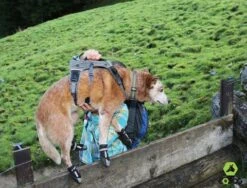 EQDOG Hondenschoen 4Seasons Grijs -Huisdier Product Winkel image 499