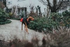 Hunter Hondenjas Uppsala Allrounder Rood -Huisdier Product Winkel image 519