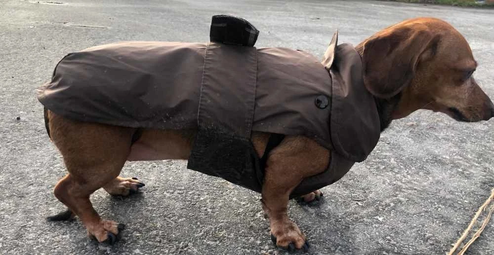 Fashion Dog Hondenjas Teckel Bruin 2 Fashion Dog Hondenjas Teckel Bruin - Afbeelding 2